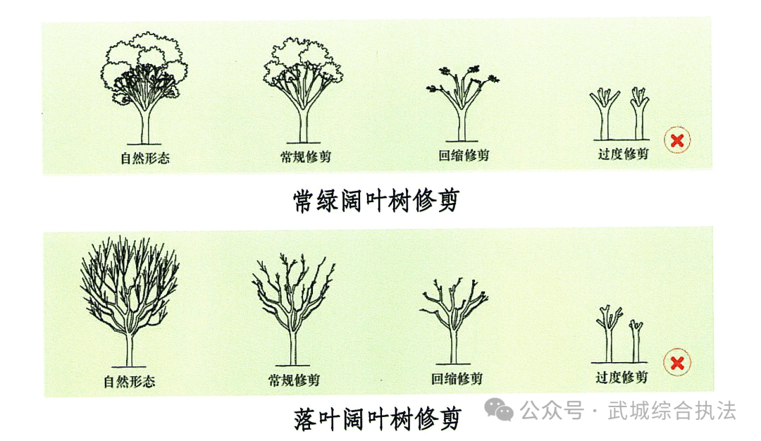 松树修剪方法图片大全图片