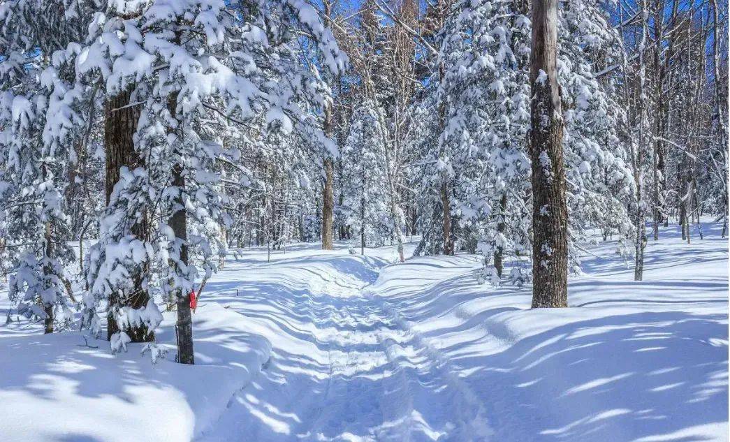 雪乡雾凇冰松图片图片