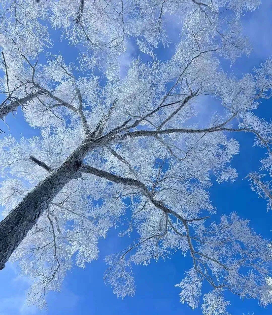 东北最美雪景照片图片