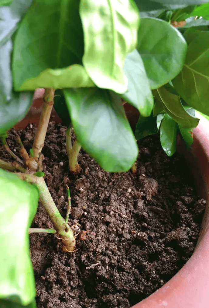 剩茶叶水（剩茶叶水的功效与作用）《剩茶叶水有什么作用和功效》
