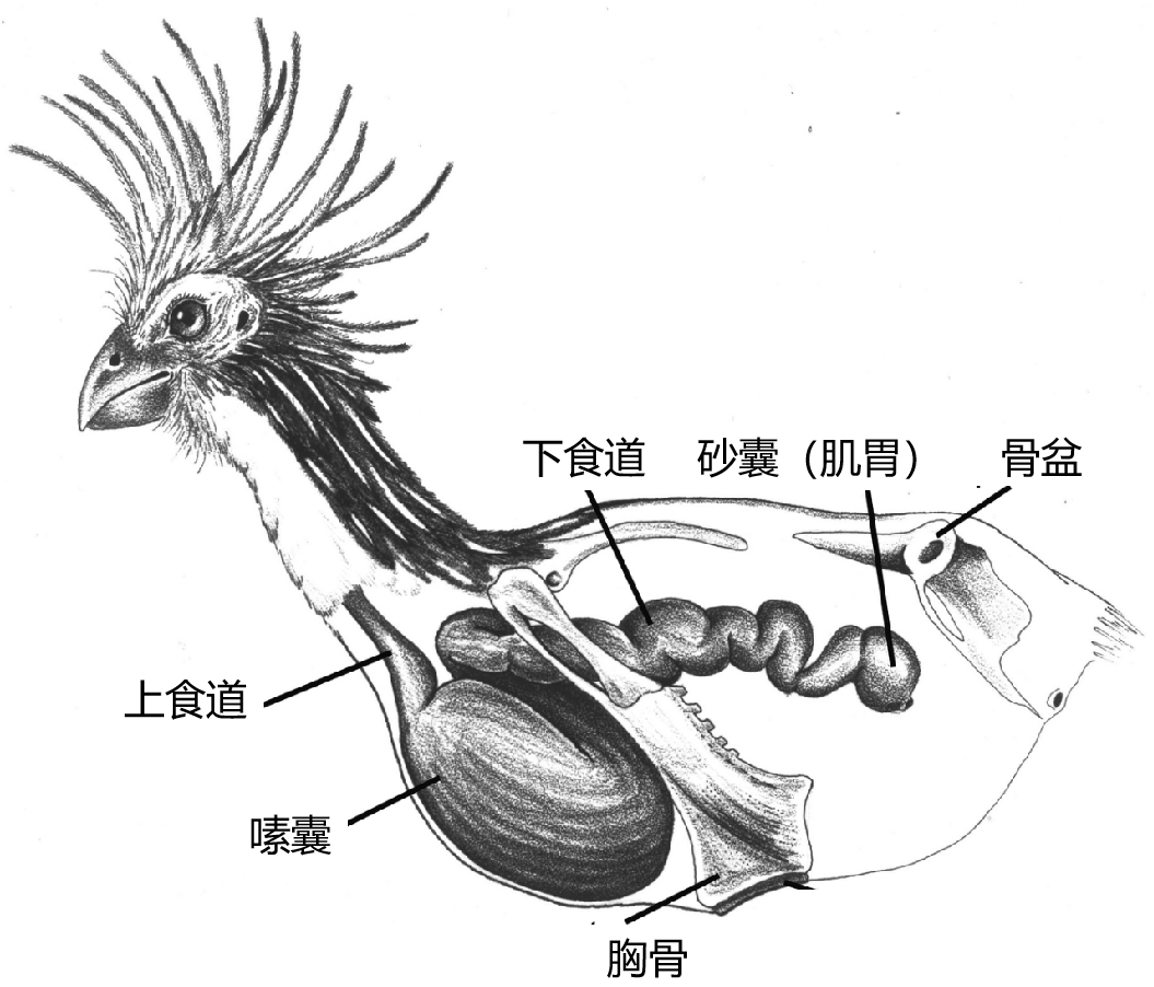 因此为了适应这种饮食,麝雉演化出了巨大的嗉囊和有很多腔室的下食道