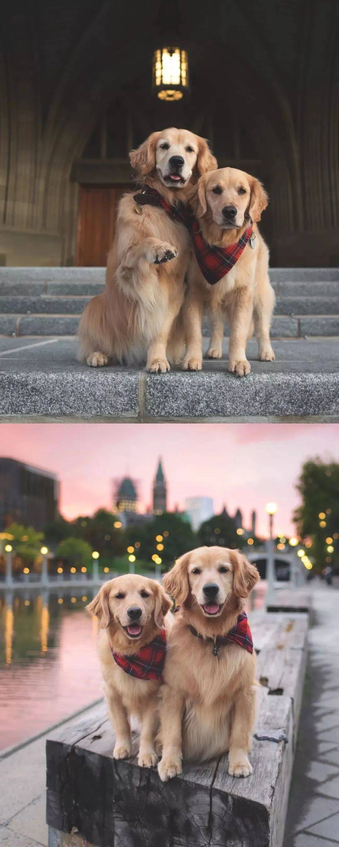 为什么说养狗要养两只,看了这对金毛我真的懂了!