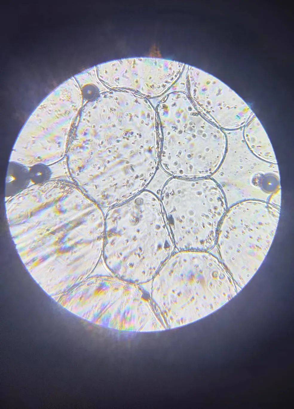 多肉植物细胞结构图图片