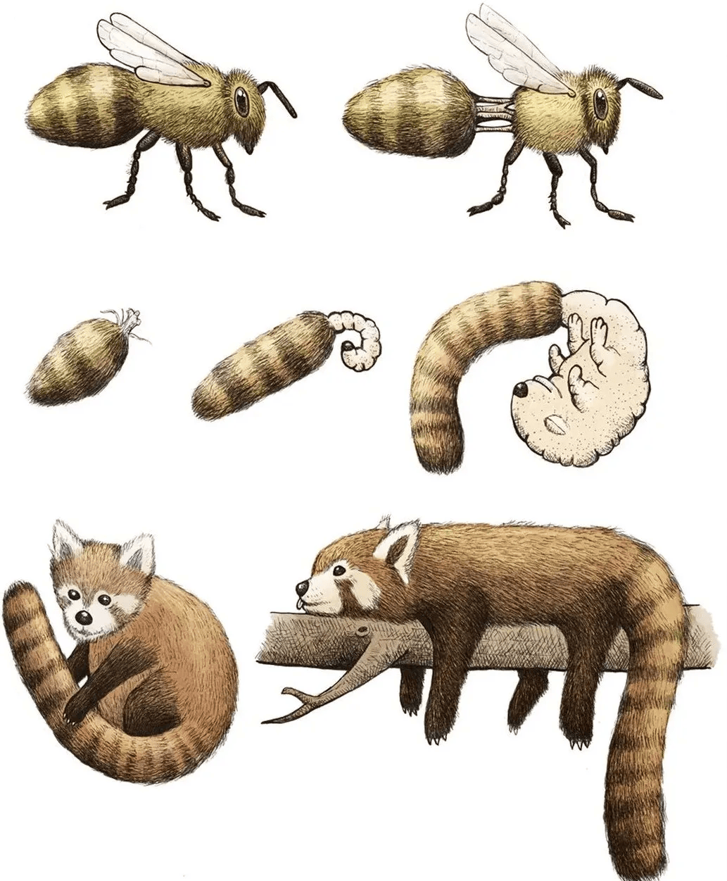 一组插画揭露动物进化奥秘,达尔文:很合理,我差点都信了