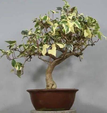 罕见的常青藤盆景