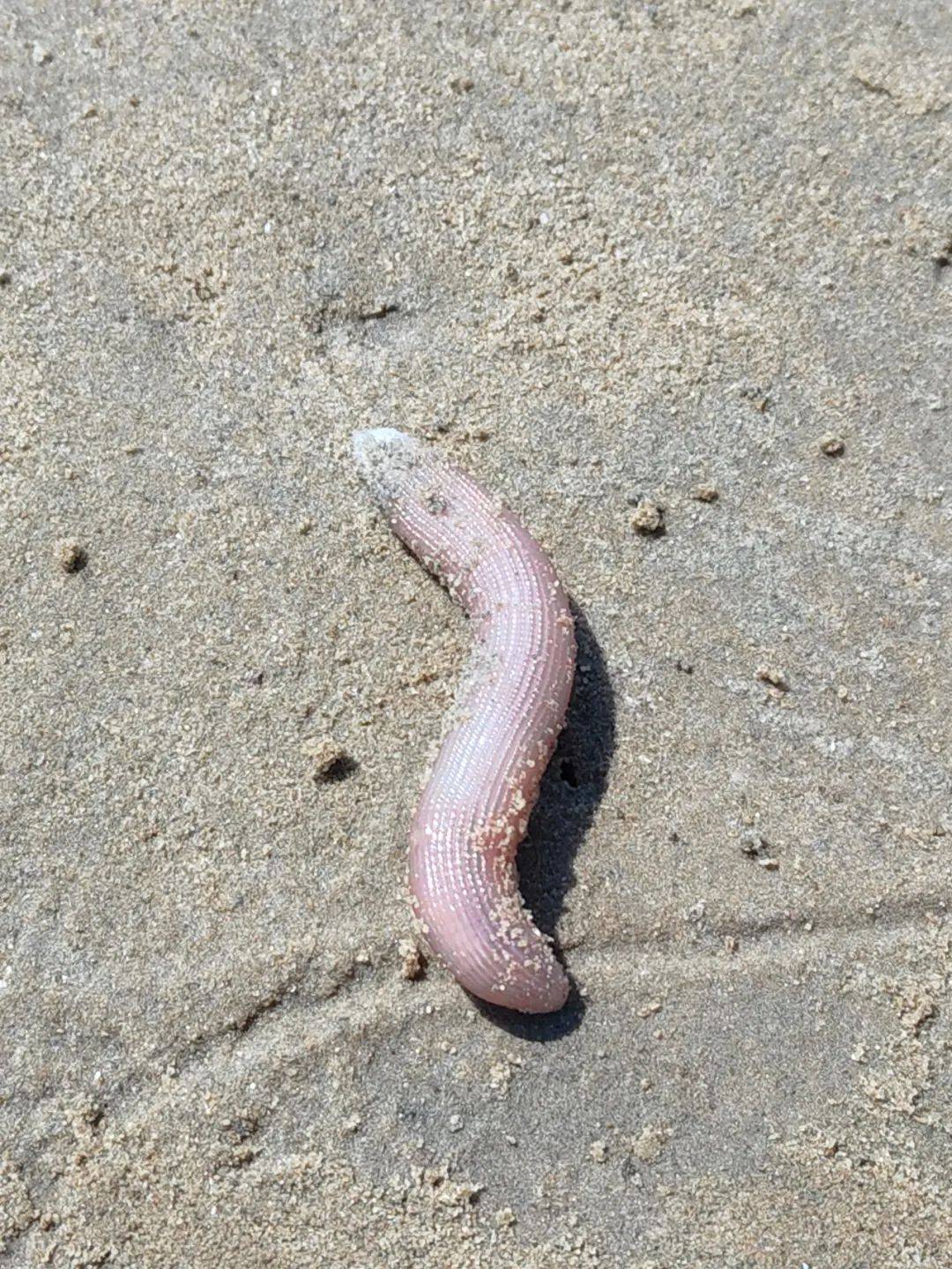 来自防城港海边的"硬通货"