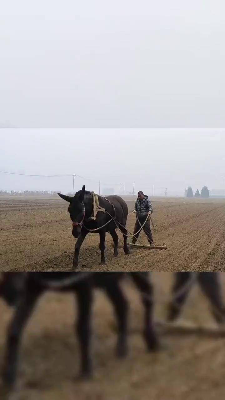 骡子图片大全干活图片