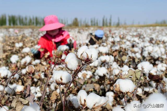 库尔勒哪里种的棉花好-第6张图片-福建名茶