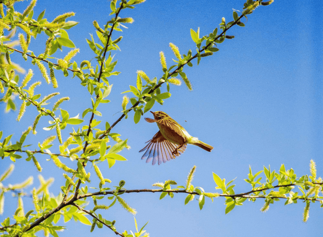 鸟鸣(外一首)丨王应波