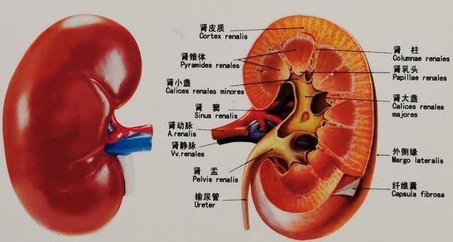 肾窦在哪个位置图片图片