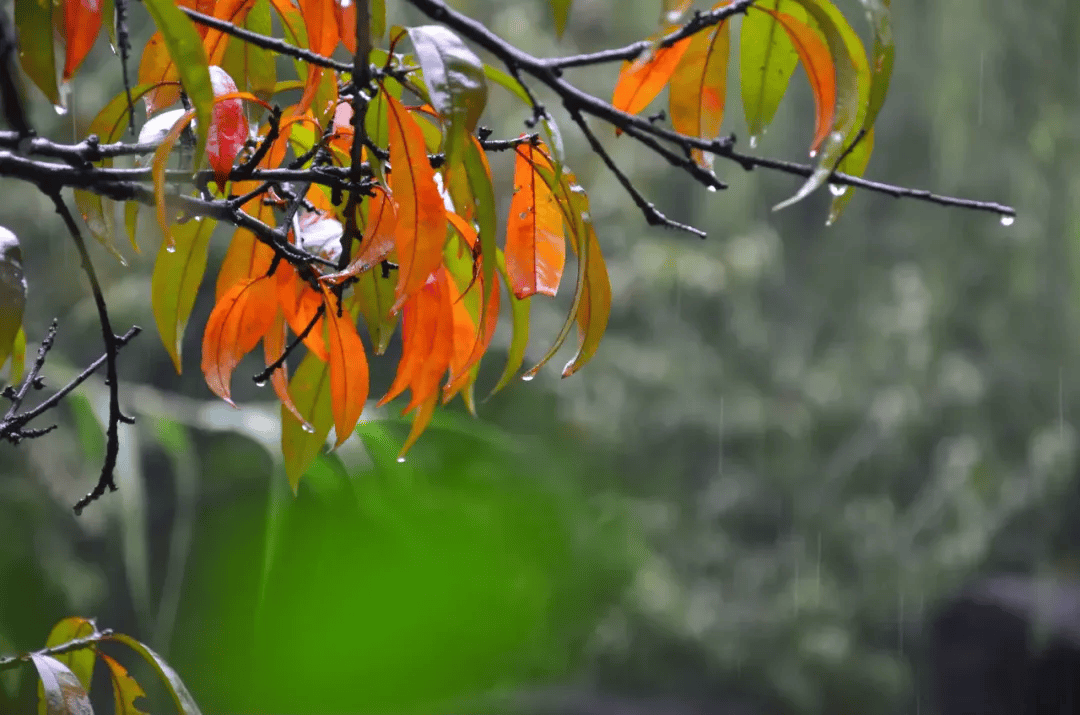 秋雨,秋韵丨李小民