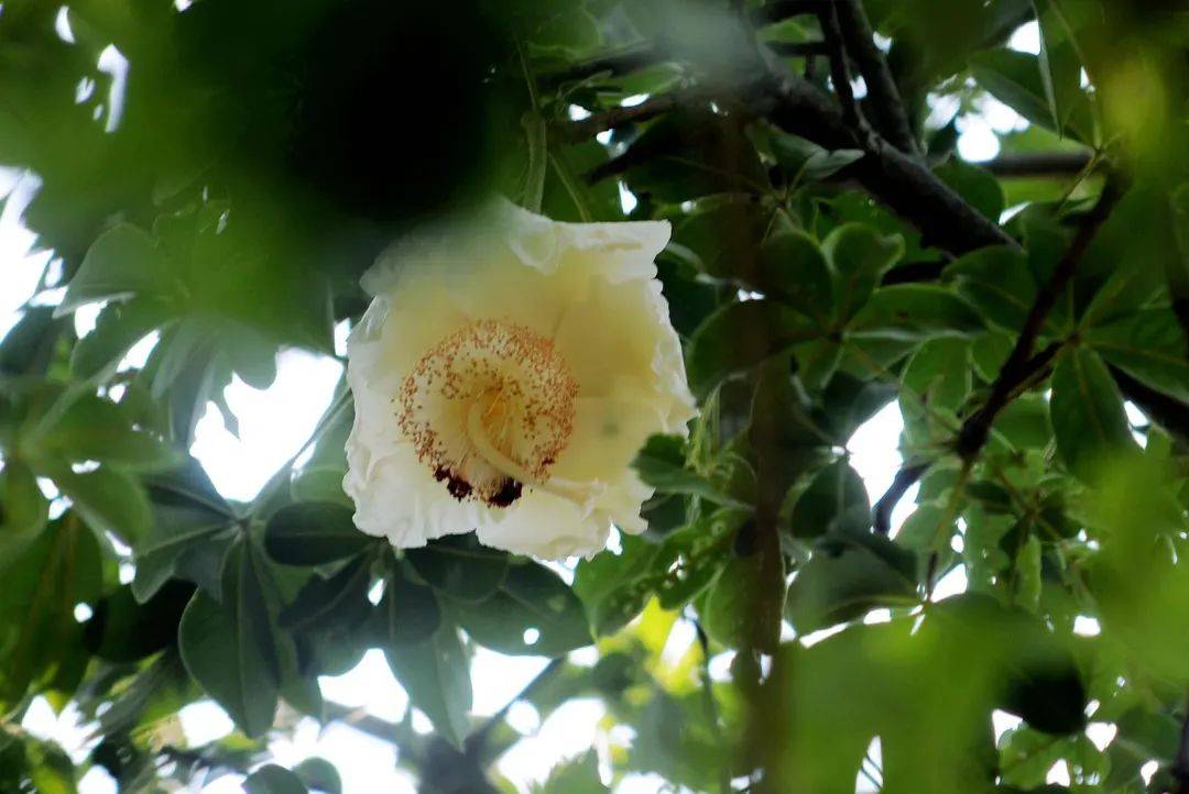 植物园里的猴面包树,又开花了!