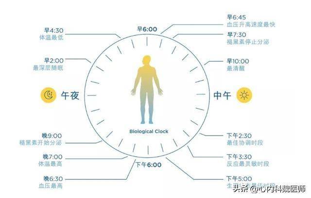 24小时血压规律图图片