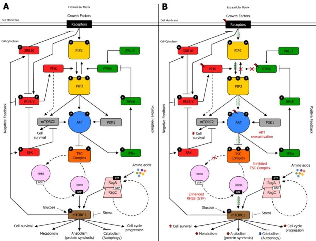靶向肿瘤明星通路之 PI3K / AKT / mTOR_调节_细胞_增殖