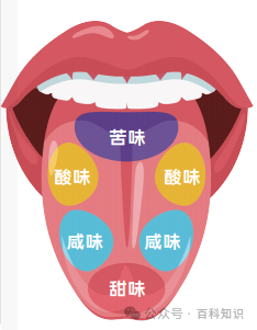舌头上真的存在"味觉地图"吗_受体_体细胞_味蕾