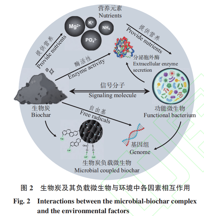 生物技术通报 李冲—微生物-生物炭协同修复农业环境中的多元污染物