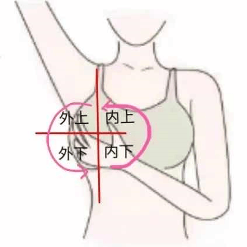 乳房四个象限平面图图片