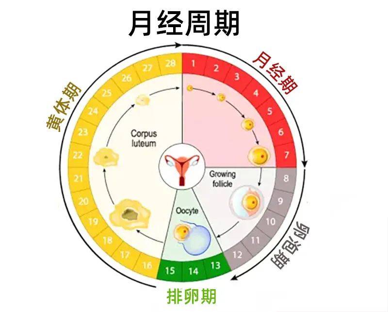 女性避孕 多长时间图片