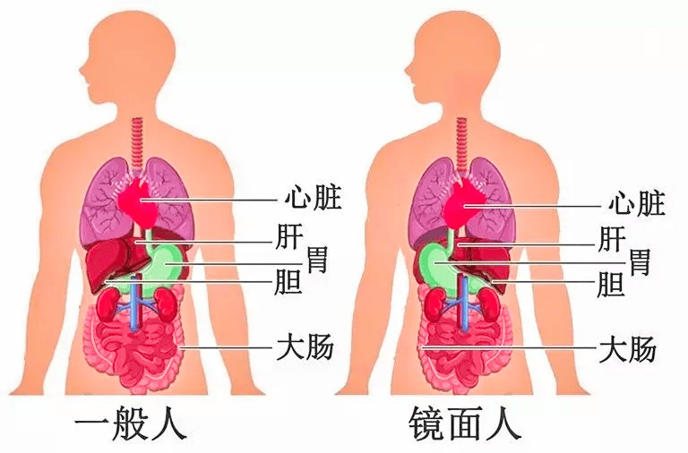 结肠在体表的位置图图片