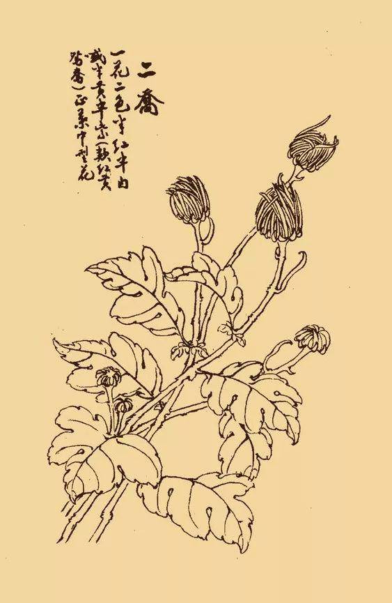 白色翠菊手绘图片