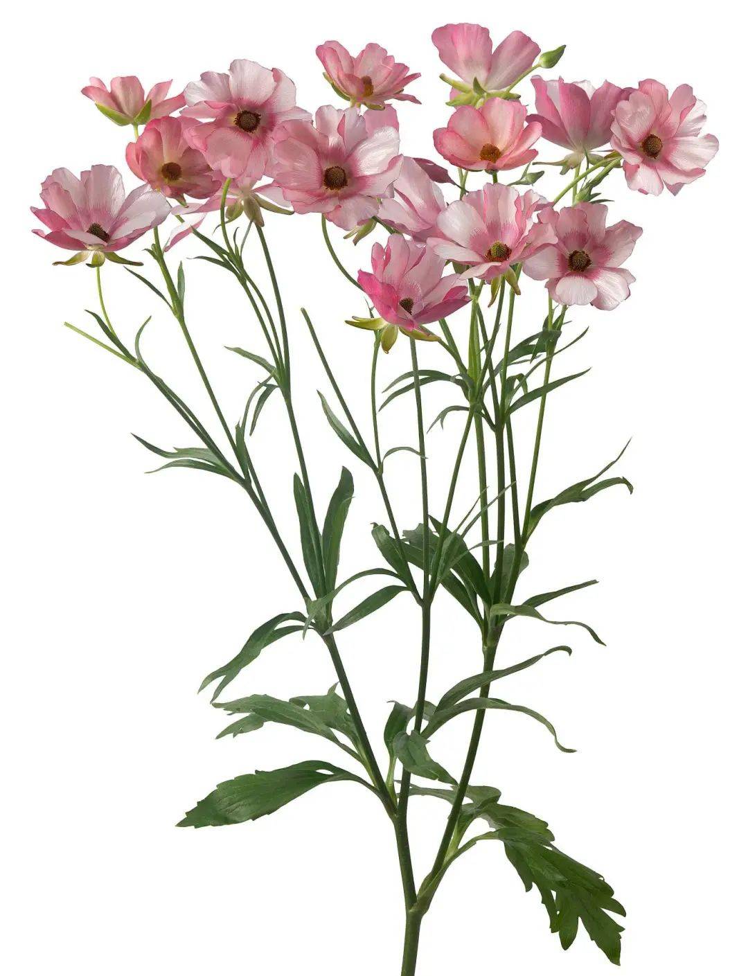 别被它的名字迷惑了春天的花毛茛真真赛牡丹