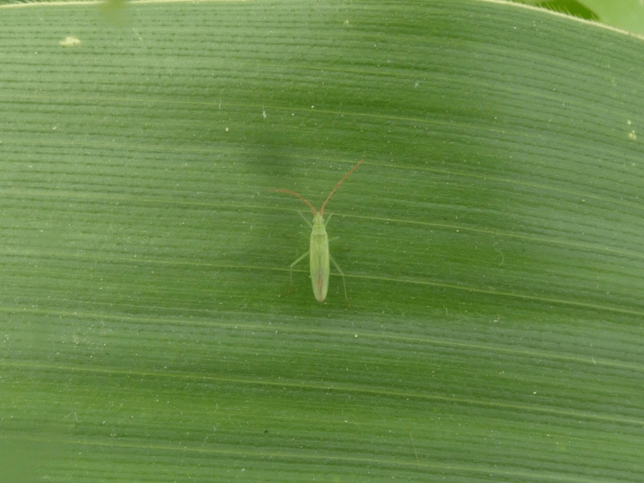 三农科普|冬小麦田惊现条赤须盲蝽,会形成为害吗?听专家来解惑