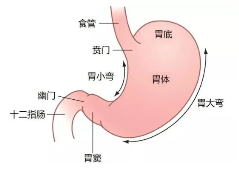 胃贲门在哪个位置图片