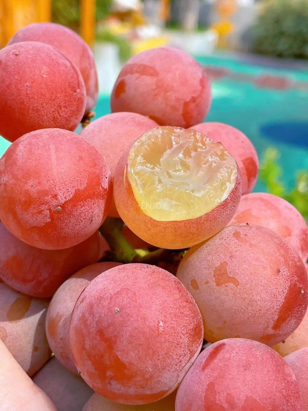 双十一狂欢购!【妮娜皇后葡萄】89元到手1.5斤-2斤!