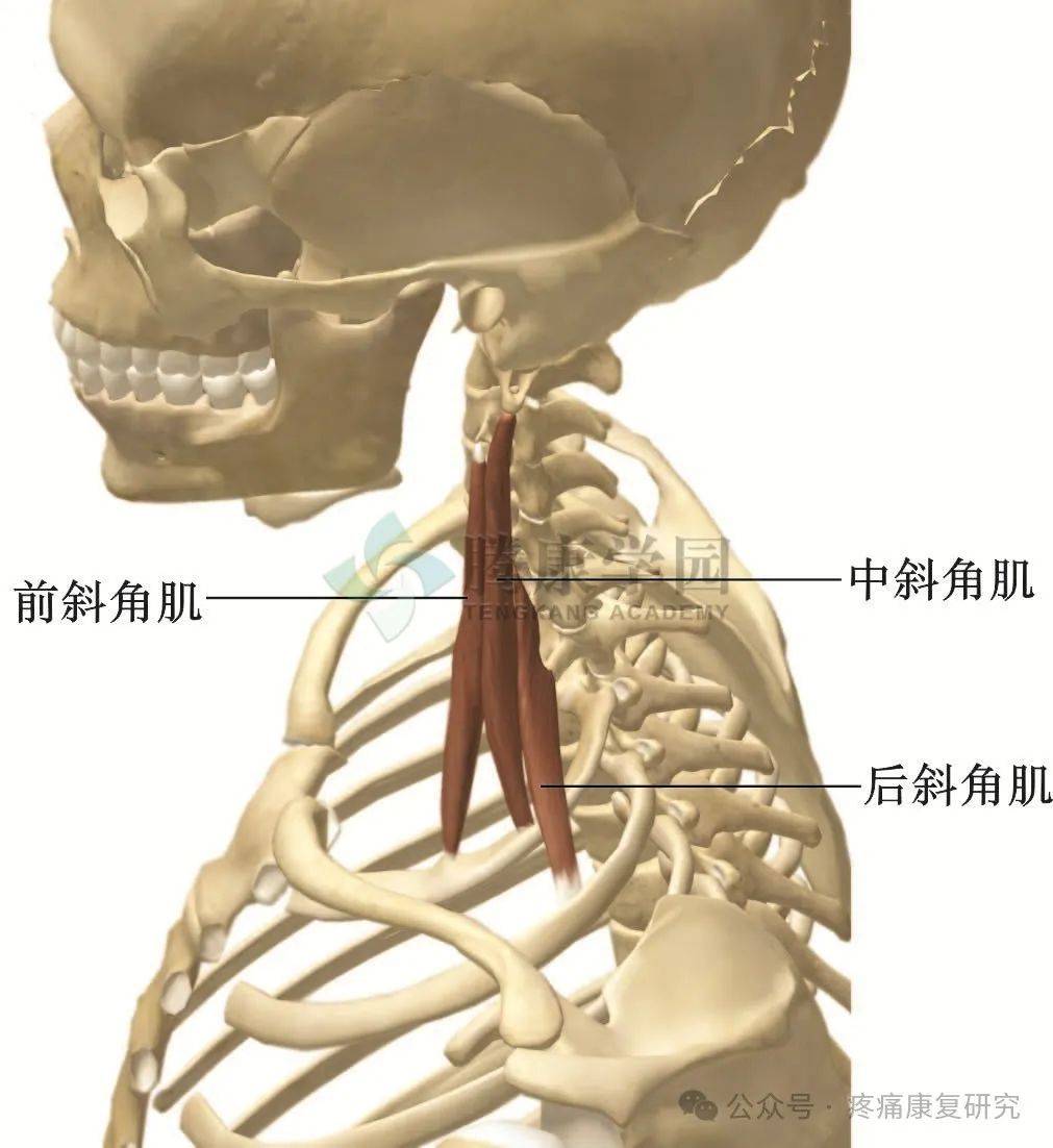 第六颈椎横突示意图图片