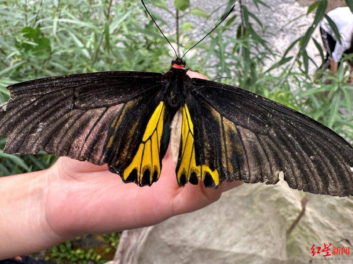 重庆雪宝山发现中国最大的蝴蝶之一"金裳凤蝶",系国家二级保护动物