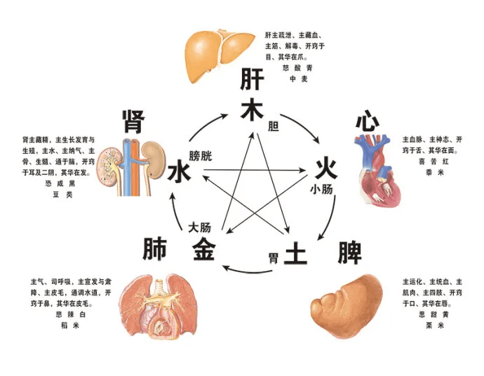 中医肾脏的功能 来自搜狐网
