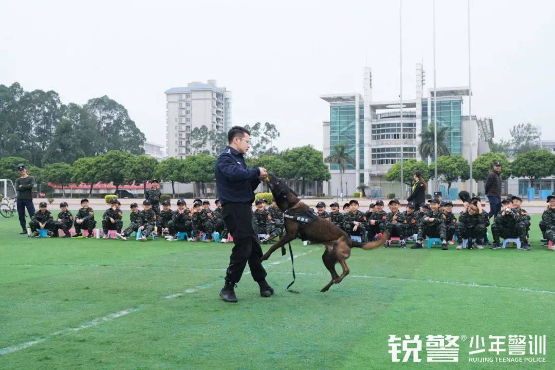 铁警神犬电视剧图片