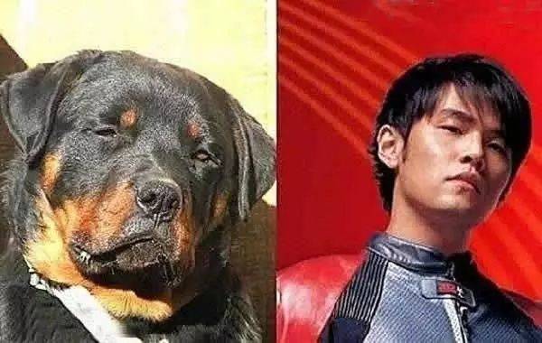 阿水柴犬撞脸图片图片