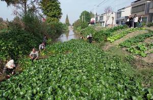 青树嘴镇：村民自发组成“清河”志愿队 每年打捞水葫芦上百吨