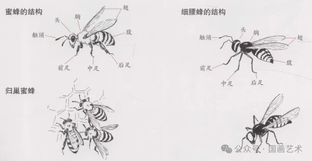 三蜜蜂雌雄比例图片