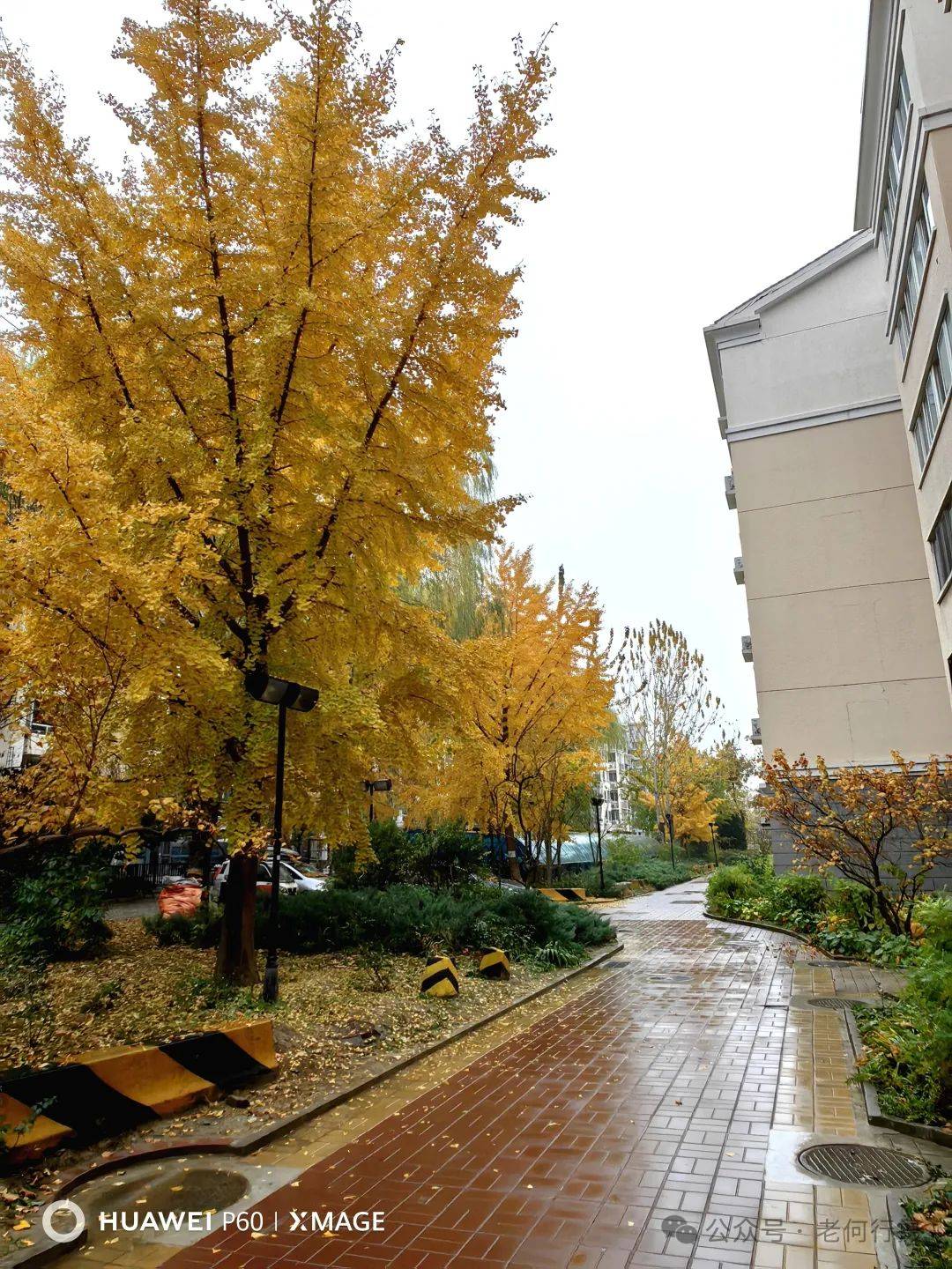 今晨一觉醒来窗外蒙蒙细雨湿露了大地久违的湿润空气和沾水的秋色
