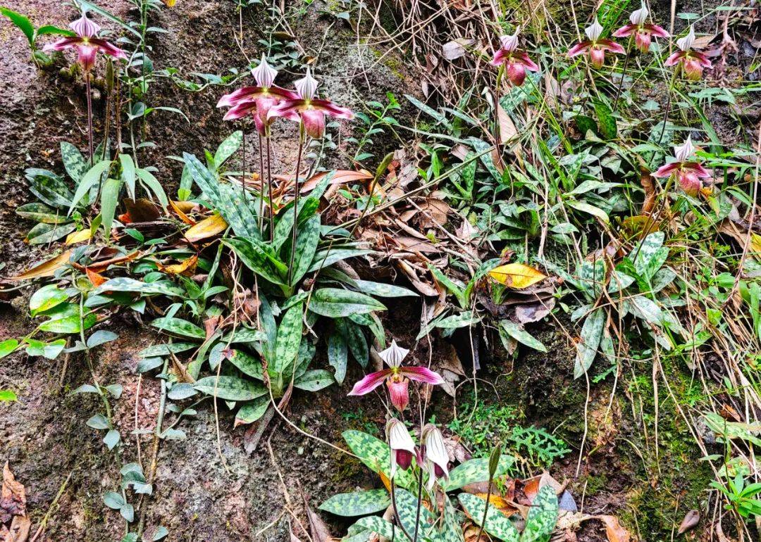 必赢app【生物多样性】75株“植物大熊猫”紫纹兜兰首次野外回归快来围观→(图3)