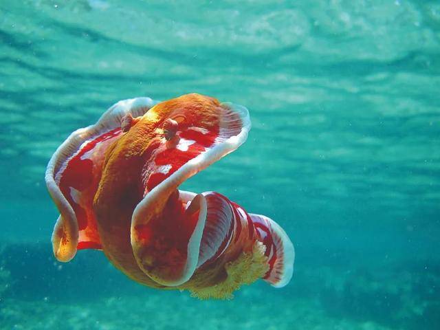 六鳃海牛是一种海洋软体动物,其柔软的红白色身体会在游动时卷曲起来,