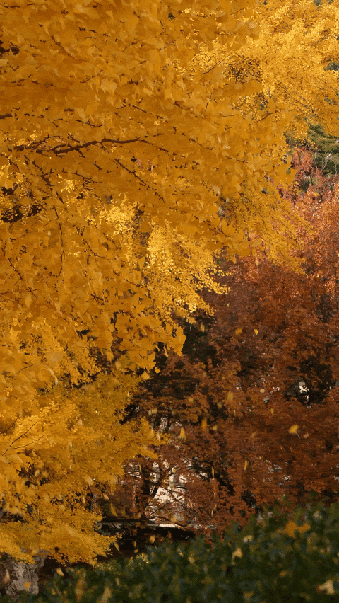 写大觉寺的千年古刹,金色盛景;写香山的层林尽染,绚丽热烈;写颐和园的