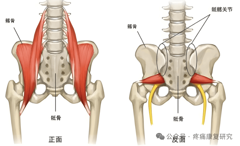 坐骨大孔内容物图片