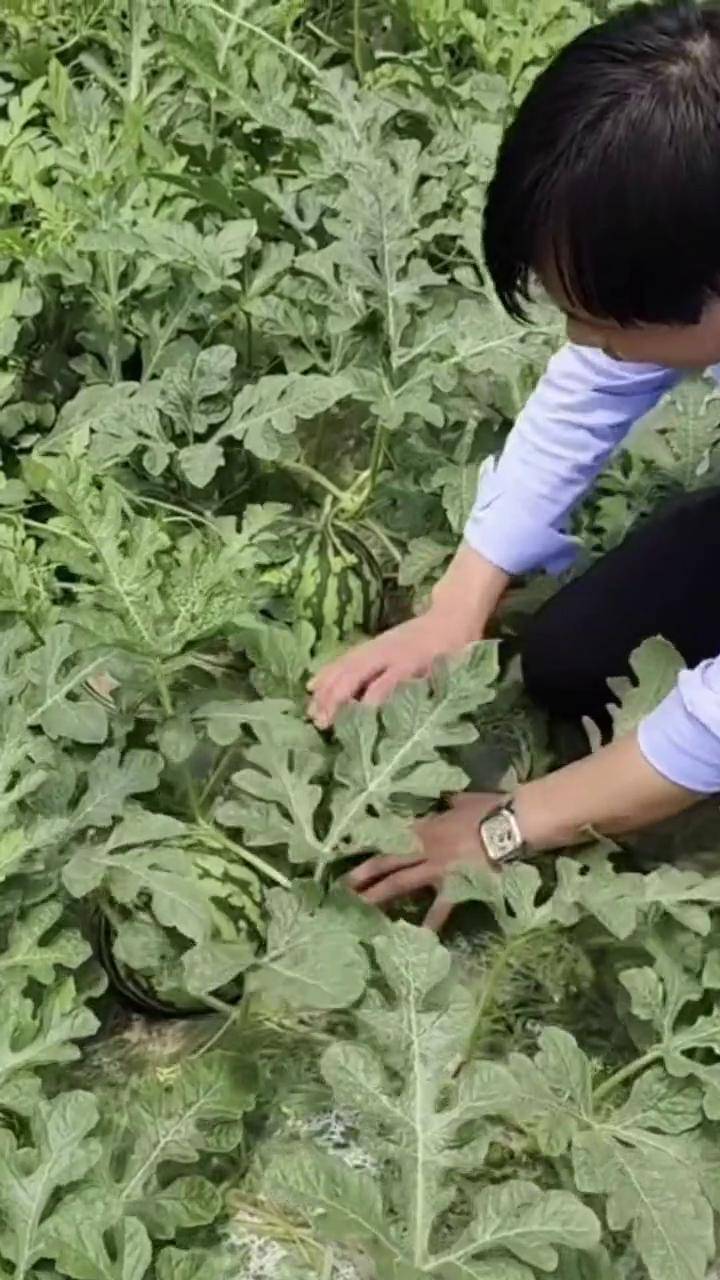 盆栽小西瓜种子农业种植 红玉西瓜 西瓜苗