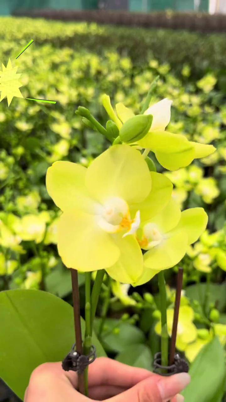 花开翡翠绿的稀有蝴蝶兰来咯,充满春天气息适合室内摆放的花卉盆栽