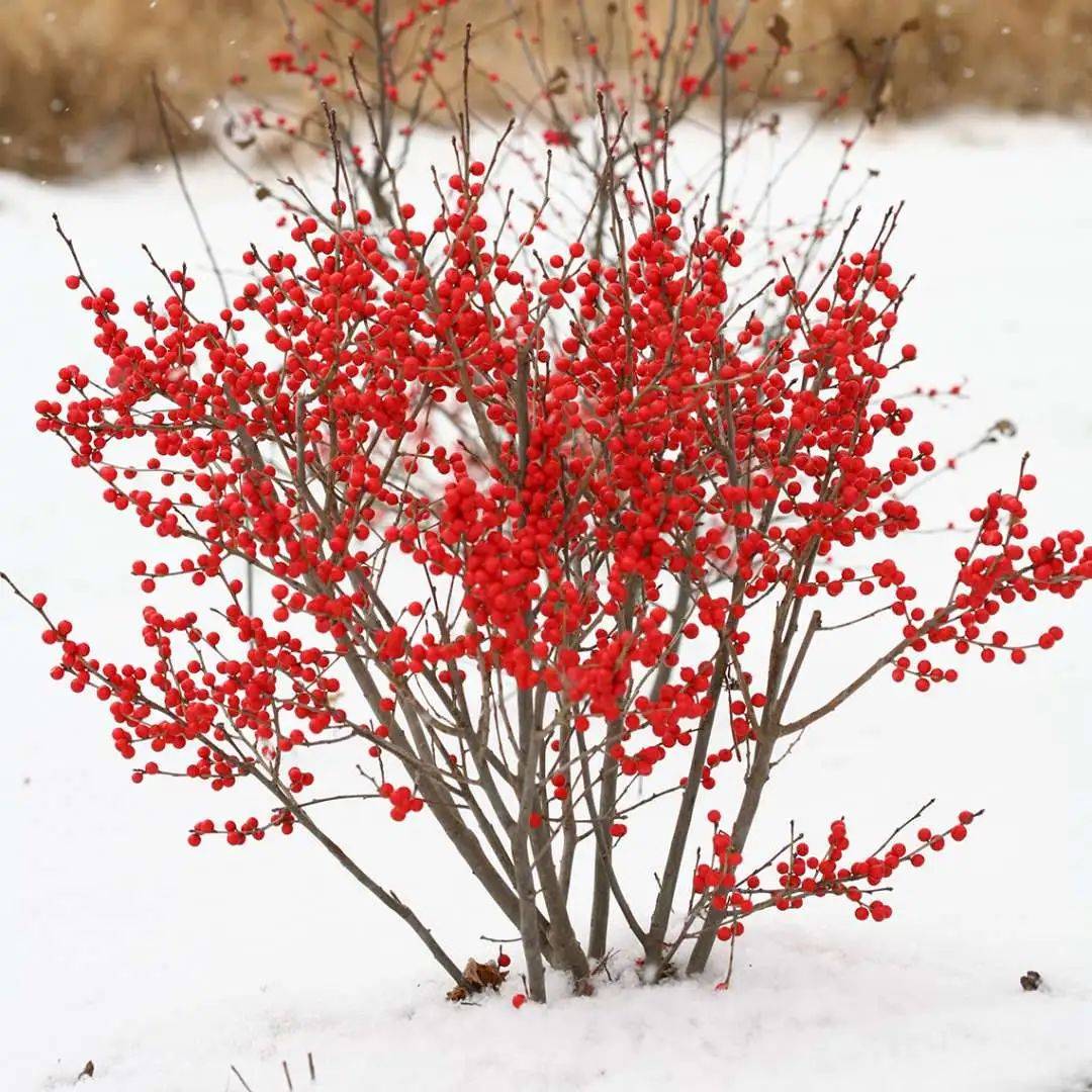 红玛瑙花图片大全图片