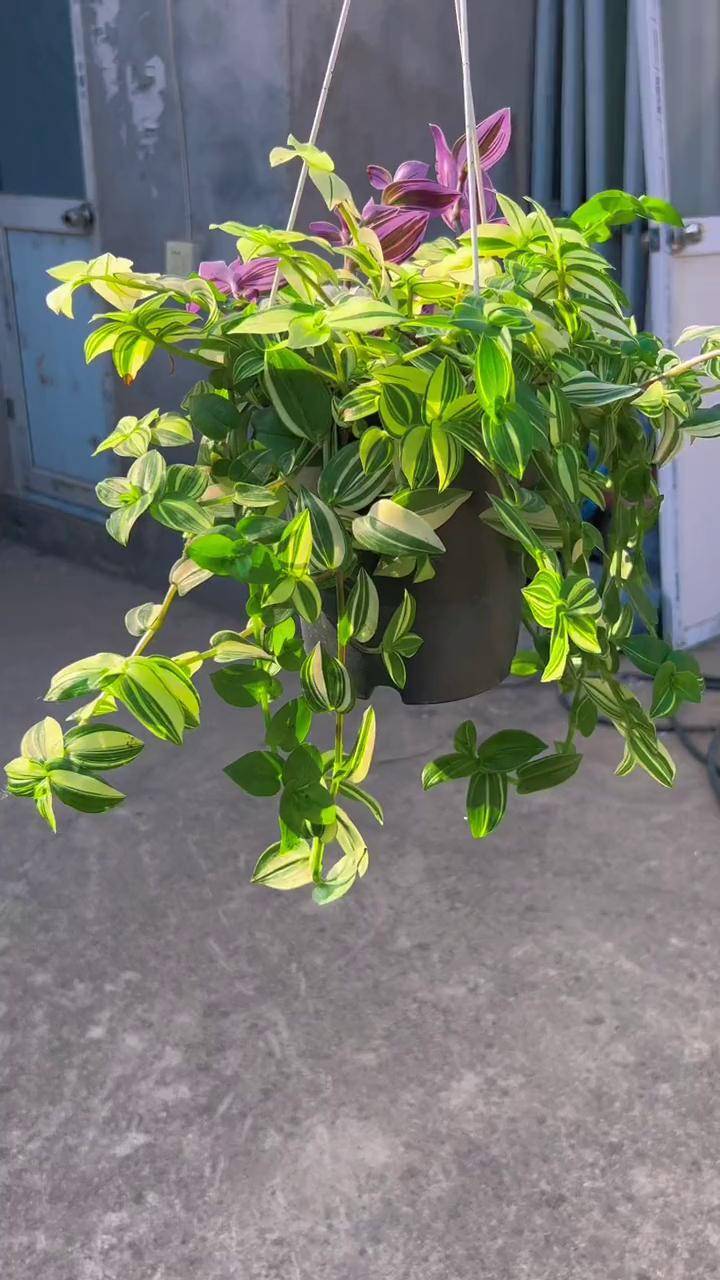 青白玉吊兰橱窗迎春暖心购