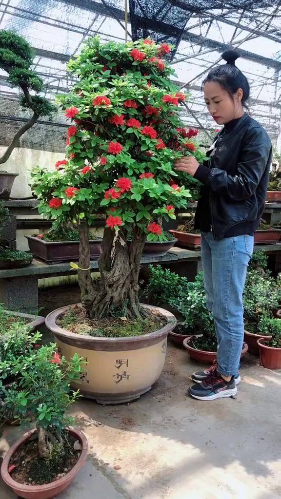 四季开花杜鹃丹东红杜鹃.适合南北放养殖