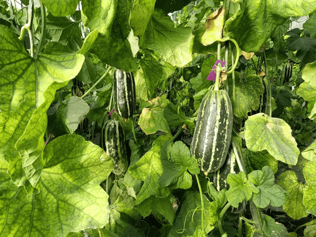 头茬来了泽普县桐安乡羊角蜜瓜新鲜上市