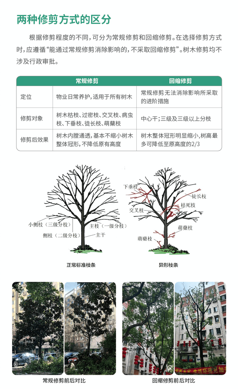 花树修剪技术图解图片