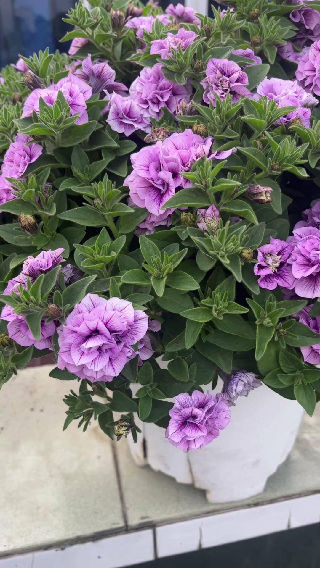 矮牵牛矮牵牛 重瓣矮牵牛