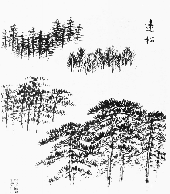 各种松树的画法示范