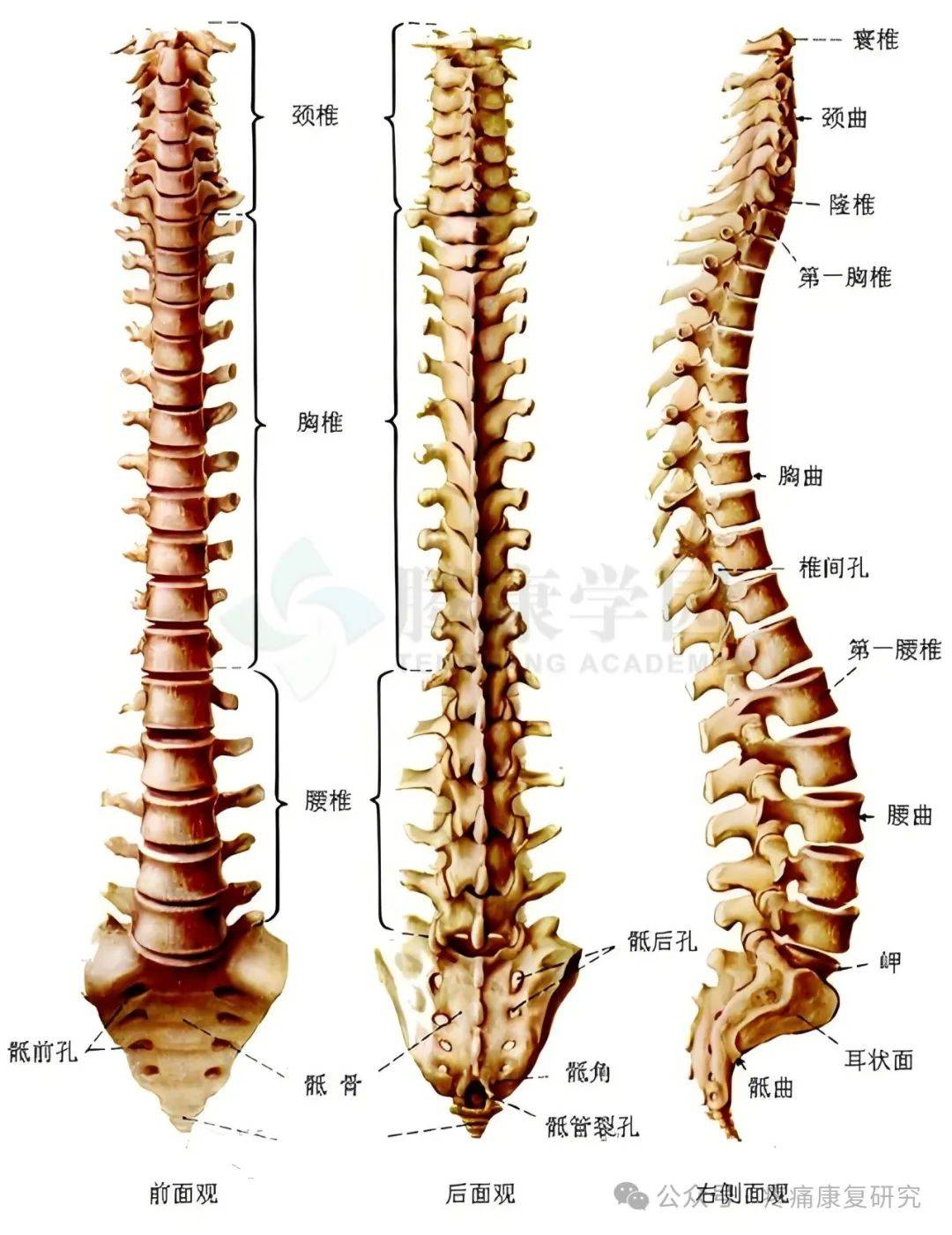 脊柱为人体的中轴,是由26块椎骨,关节